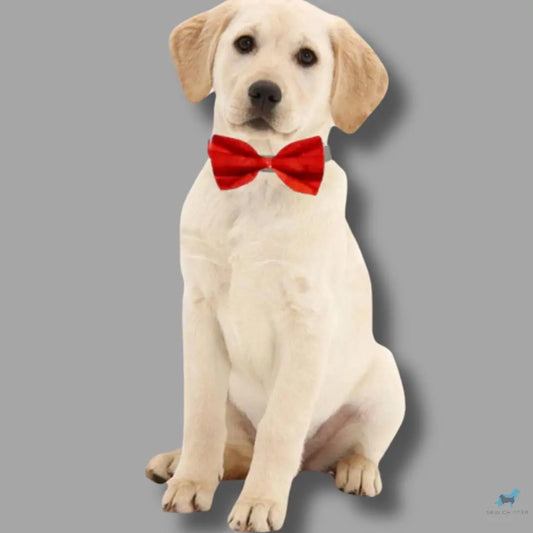 Red, Pet Bow Tie Sew chipper