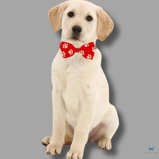 White Paws, Pet Bow Tie Sew chipper